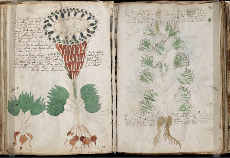 Manoscritto Voynich, pagine 40v-41r