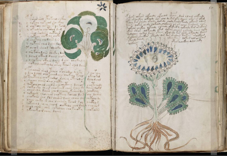 Manoscritto Voynich, pagine 49v-50r