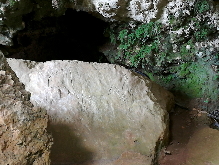 L'incisione del Bos primigenius nella Grotta del Romito